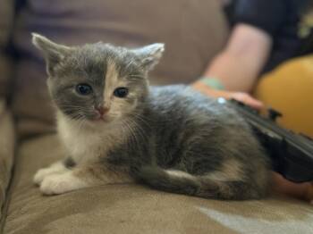 American Shorthair Cats Available for Adoption in Troy, Virginia - Lilac | PetCurious