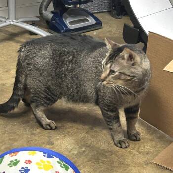 Dude -  Domestic Medium Hair Cat for Adoption in Huntsville, Alabama - Dude | PetCurious