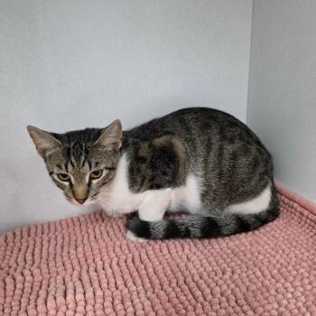 Sully -  Domestic Short Hair Cat for Adoption in Duncan, Oklahoma - Sully | PetCurious