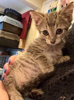 Hamburg -  Domestic Short Hair Cat for Adoption in Syracuse, Indiana - Hamburg | PetCurious