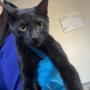 Carlos -  Domestic Short Hair Cat for Adoption in Midland, Texas - Carlos | PetCurious