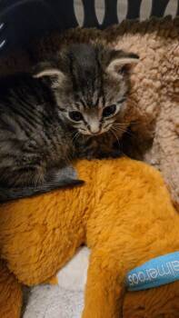 Tabby -  Domestic Short Hair Cat for Adoption in Zephyr, Ontario - Tabby | PetCurious