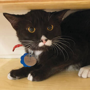 Rescue Domestic Short Hair Cats for Adoption in Port Washington, New York - Meeka | PetCurious