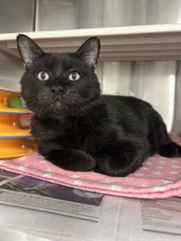 Luke -  Domestic Short Hair Cat for Adoption in Fort Worth, Texas - Luke | PetCurious