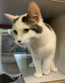 June -  Domestic Short Hair Cat for Adoption in Massena, New York - June | PetCurious