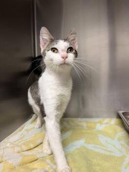 Domestic Short Hair Cats Available for Adoption in Amherst, Virginia - Rosemary | PetCurious