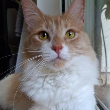 Buttercup -  Maine Coon and Domestic Long Hair Cat for Adoption in Yorba Linda, California - Buttercup | PetCurious