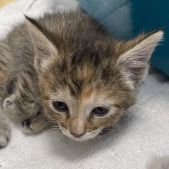 Opuntia (26-3X-1) -  Domestic Medium Hair Cat for Adoption in Rifle, Colorado - Opuntia (26-3X-1) | PetCurious