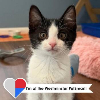 Iris -  Domestic Short Hair Cat for Adoption in Fort Collins, Colorado - Iris | PetCurious