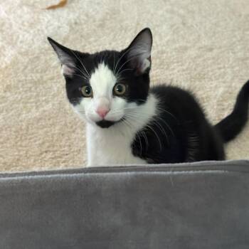 MARTINI -  Domestic Short Hair Cat for Adoption in Greenfield, Indiana - MARTINI | PetCurious