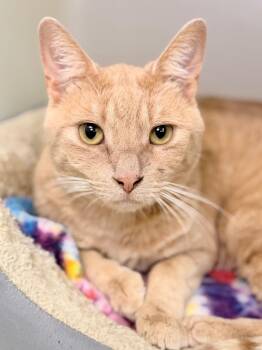 Cheese Curd Hamilton Jr. -  Domestic Short Hair Cat for Adoption in Menomonie, Wisconsin - Cheese Curd Hamilton Jr. | PetCurious