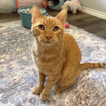 Leo... with toes to spare -  Domestic Short Hair Cat for Adoption in Cat Spring, Texas - Leo... With Toes To Spare | PetCurious