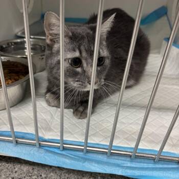 Stan -  Domestic Short Hair Cat for Adoption in Columbus, Georgia - Stan | PetCurious