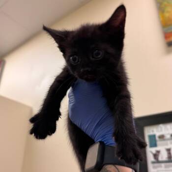 Ziptie -  Domestic Short Hair Cat for Adoption in Lynchburg, Virginia - Ziptie | PetCurious