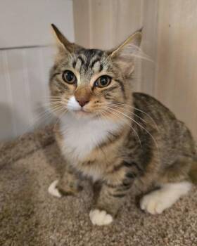 Sofia -  Domestic Medium Hair Cat for Adoption in Vancouver, Washington - Sofia | PetCurious