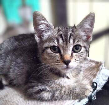 Crumb -  Tabby and Calico Cat for Adoption in Calimesa, California - Crumb | PetCurious