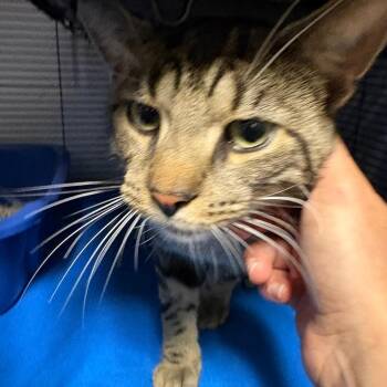 Damien -  Domestic Short Hair Cat for Adoption in Hampton Bays, New York - Damien | PetCurious