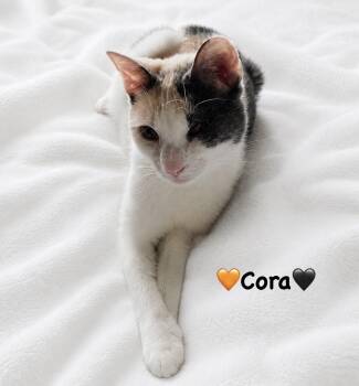 Sweet Cora -  Calico Cat for Adoption in Copley, Ohio - Sweet Cora | PetCurious