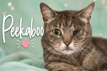 Peekaboo (FCID# 05/28/2026 - 1 Trainer) -  Tabby Cat for Adoption in Greenville, Delaware - Peekaboo (FCID# 05/28/2026 - 1 Trainer) | PetCurious