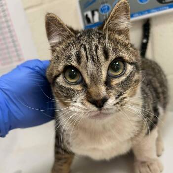 Domestic Short Hair and British Shorthair Cats Available for Adoption - Night Fury | PetCurious