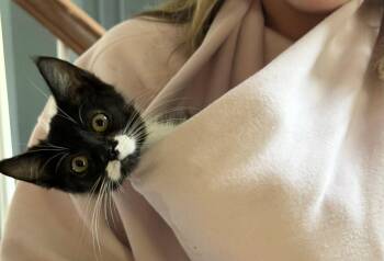Moo -  Tabby and Domestic Short Hair Cat for Adoption in Dublin, Ohio - Moo | PetCurious