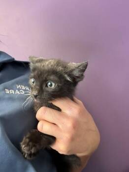 Inky -  Domestic Short Hair Cat for Adoption in Salt Lake City, Utah - Inky | PetCurious