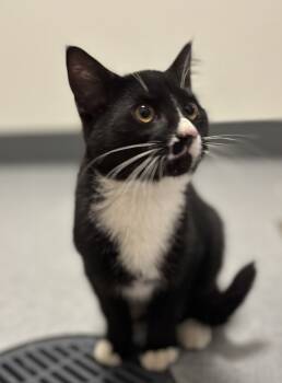 Rescue Domestic Short Hair Cats for Adoption in Sheboygan, Wisconsin - Jack | PetCurious