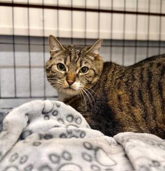 Kobe -  Domestic Short Hair Cat Available for Adoption in Winter Haven, Florida - Kobe | PetCurious