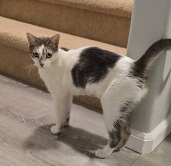 Lizzy -  Domestic Short Hair Cat for Adoption in Sedalia, Colorado - Lizzy | PetCurious