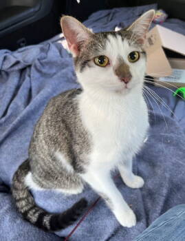 Rescue Tabby Cats for Adoption in Franklin, Tennessee - KITTEN CHESTER | PetCurious