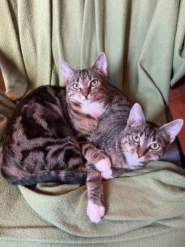 Rescue Domestic Short Hair Cats for Adoption in Seattle, Washington - Carmen San Diego And Kim Possible | PetCurious