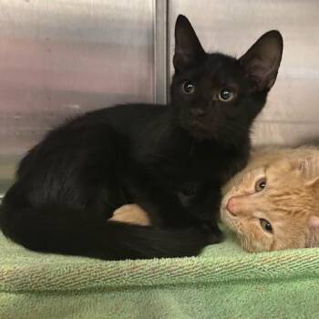 Licorice -  Domestic Short Hair Cat for Adoption in Dayton, Ohio - Licorice | PetCurious