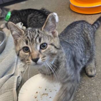 Big Paws -  Domestic Short Hair Cat for Adoption in Fort Wayne, Indiana - Big Paws | PetCurious