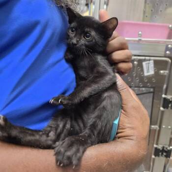A659323 -  Domestic Short Hair Cat for Adoption in Houston, Texas - A659323 | PetCurious