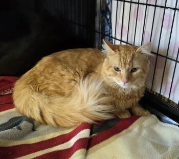 Tater -  Domestic Medium Hair Cat for Adoption in Southbury, Connecticut - Tater | PetCurious