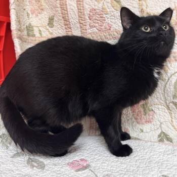 Simon -  Domestic Short Hair Cat for Adoption in Waterloo, Iowa - Simon | PetCurious