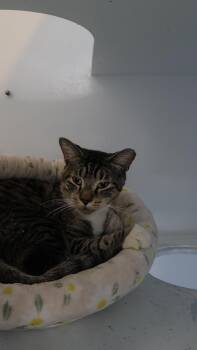 Oswald (FIV) -  Domestic Short Hair Cat for Adoption in Charleston, South Carolina - Oswald (FIV) | PetCurious