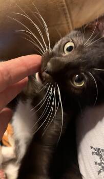 Rescue American Shorthair and Domestic Short Hair Cats for Adoption in Moreno Valley, California - Slinky | PetCurious