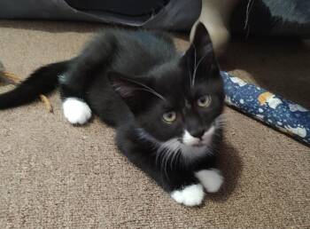 Frank Sinatra -  Domestic Short Hair Cat for Adoption in Pasco, Washington - Frank Sinatra | PetCurious