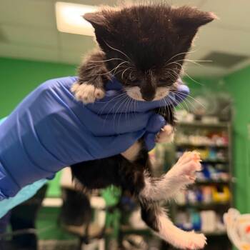 Domestic Short Hair Cats Available for Adoption in Philadelphia, Pennsylvania - Sam | PetCurious