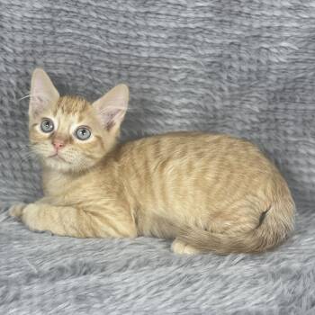 Cointreau - Andrea foster -  Domestic Short Hair Cat for Adoption in Social Circle, Georgia - Cointreau - Andrea Foster | PetCurious