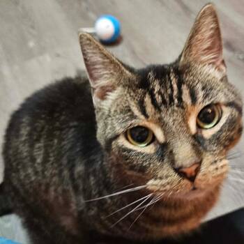 Orchid Mantis -  Domestic Short Hair Cat for Adoption in Dekalb, Illinois - Orchid Mantis | PetCurious