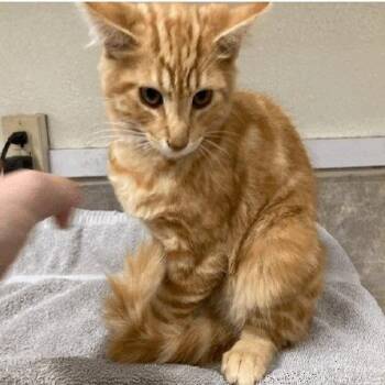 Churro -  Domestic Long Hair Cat for Adoption in Buellton, California - Churro | PetCurious