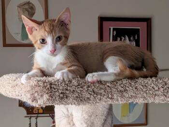 Norris26 -  Domestic Short Hair Cat for Adoption in Youngsville, North Carolina - Norris26 | PetCurious