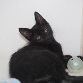 Brittany -  Domestic Short Hair Cat for Adoption in Coachella, California - Brittany | PetCurious