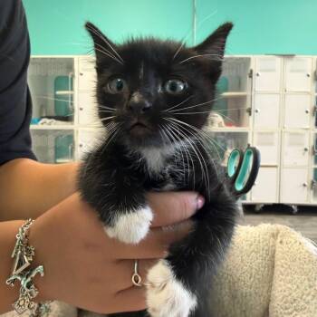 Domestic Short Hair Cats Available for Adoption in Lake Jackson, Texas - Chica | PetCurious