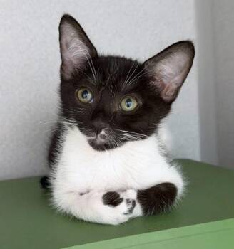 River Tam -  Domestic Short Hair and Siamese Cat for Adoption in Sacramento, California - River Tam | PetCurious