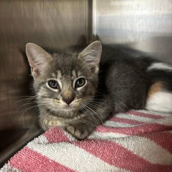 Pebble -  Domestic Short Hair Cat Available for Adoption in Ottawa, Kansas - Pebble | PetCurious