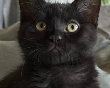 Darcy -  Domestic Short Hair and Bombay Cat for Adoption in Hood River, Oregon - Darcy | PetCurious