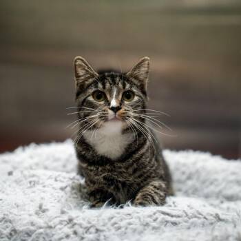 Keisha -  Domestic Short Hair Cat for Adoption in Gainesville, Georgia - Keisha | PetCurious